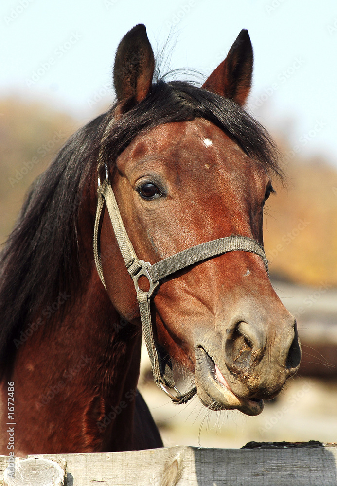 Obraz premium horse head