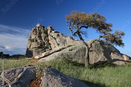 tree on the rock photo