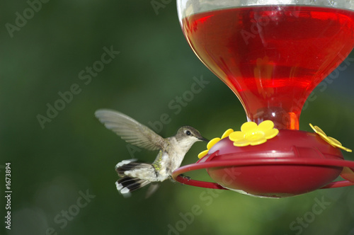  flying hummingbird