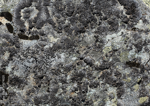 crustose lichen photo