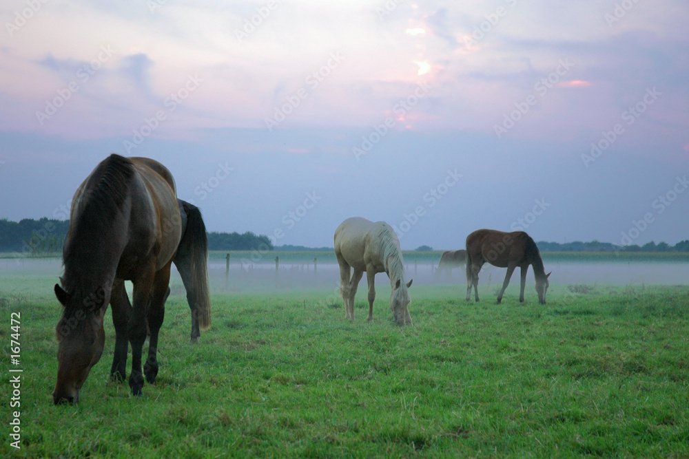 horses in the mist