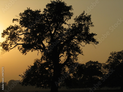 oak in sunset