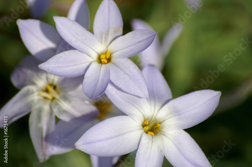 blue star flowers 2