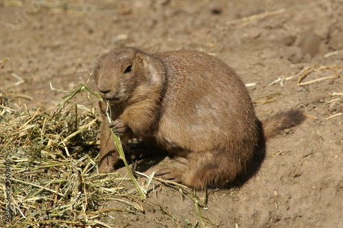 prairie dog