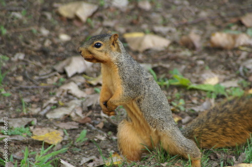 curious squirrel