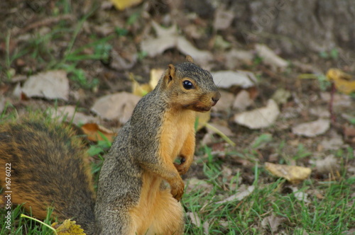 curious squirrel