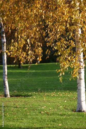 autumn in beckton park london photo