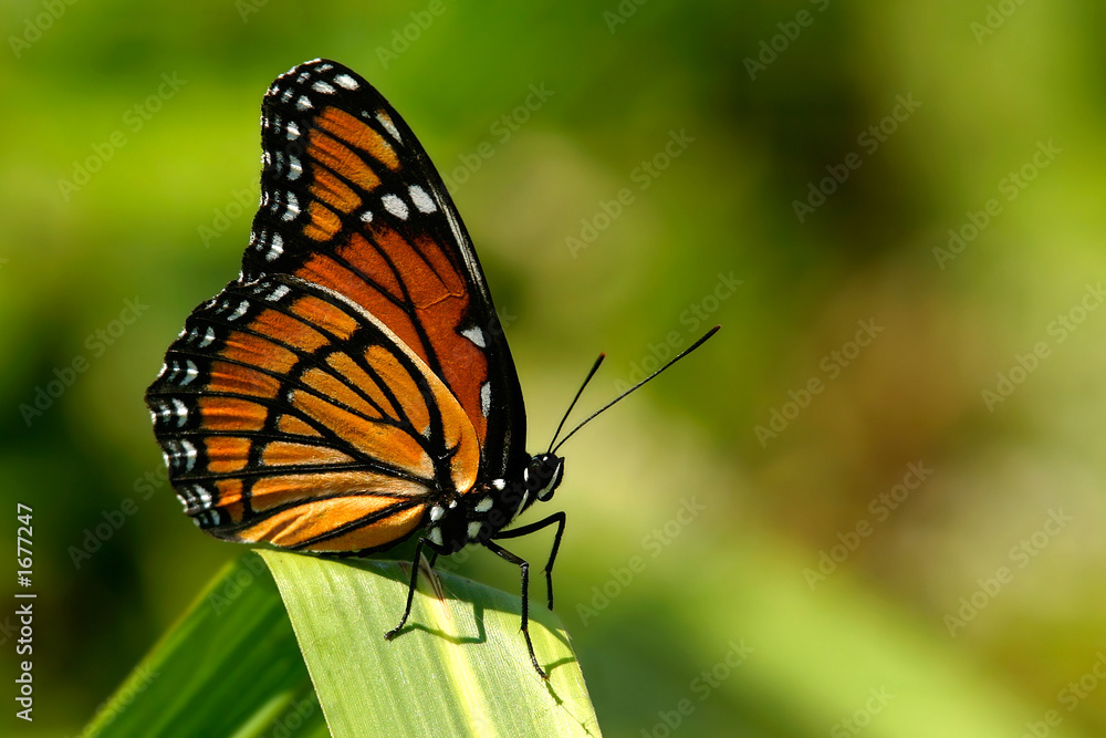 monarch monarch