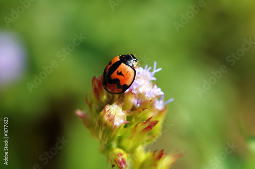 ladybird standing on top of flower