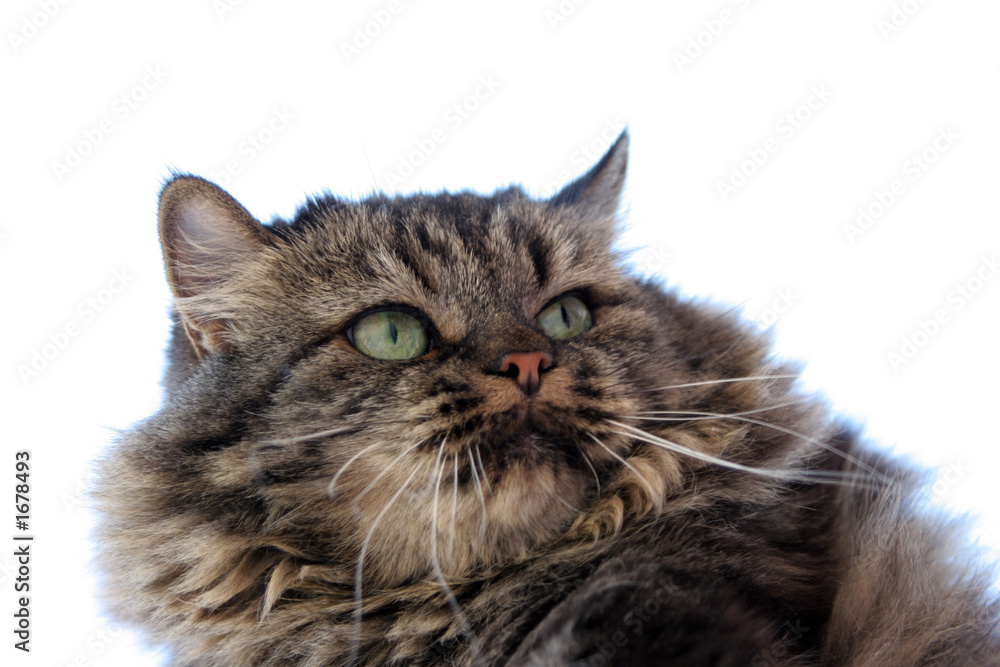Fototapeta premium adorable cat portrait