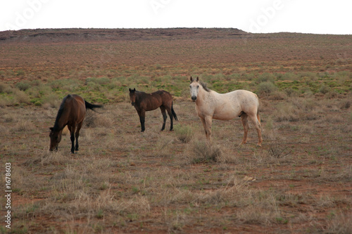 horses on the field