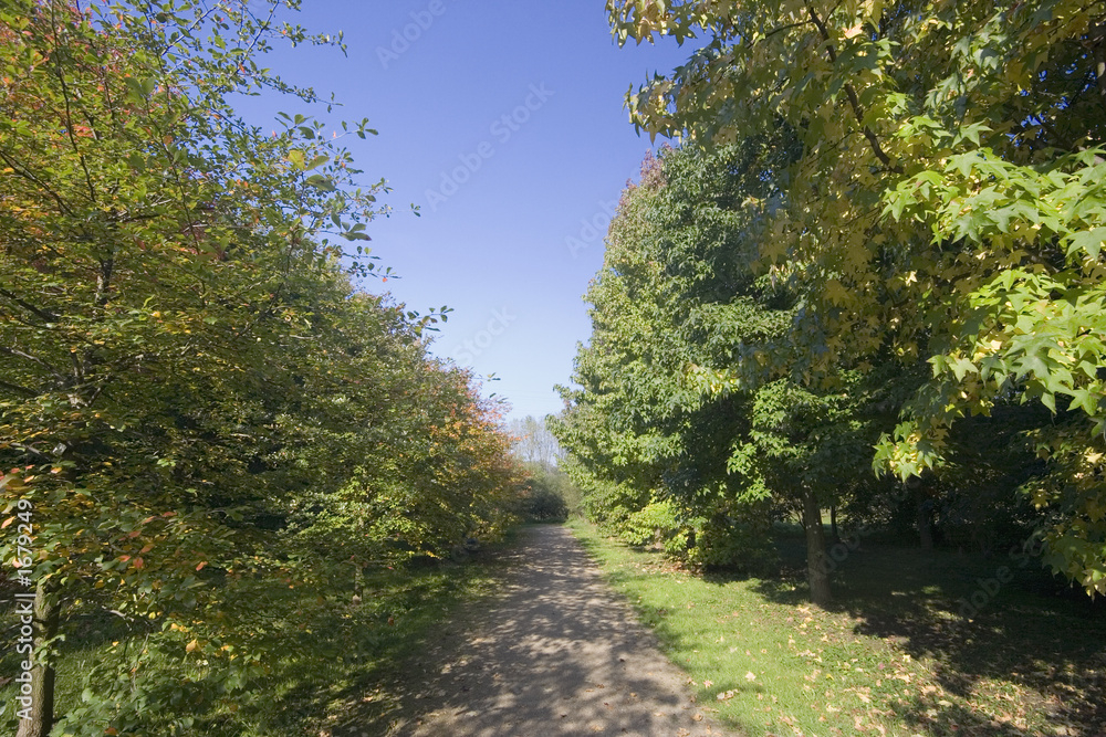 trail between trees in autumn colors trail between trees in autumn colors