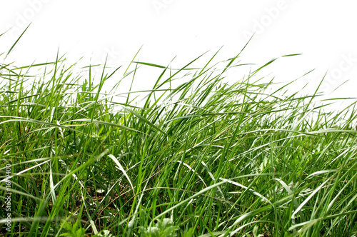 grass #3