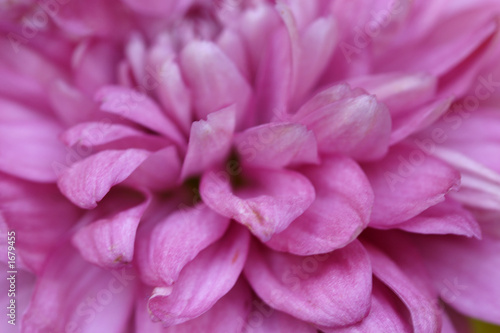 chrysanthemum lila makro