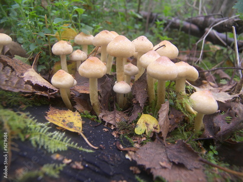 mushroom photo