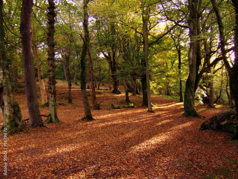 Obraz premium autumn bliss