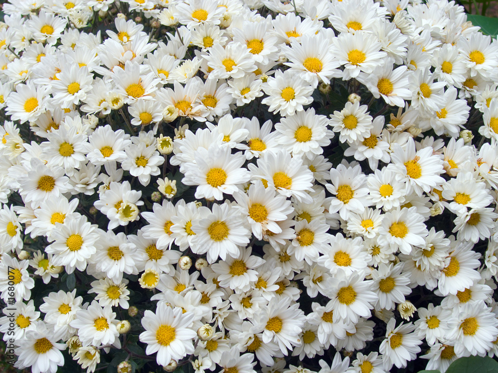 daisys (2) daisys (2)