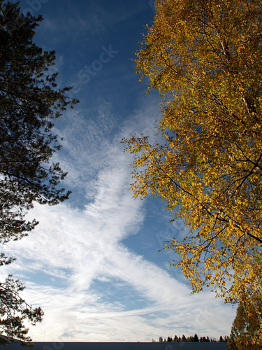 Photos x-shape clouds between autumn trees