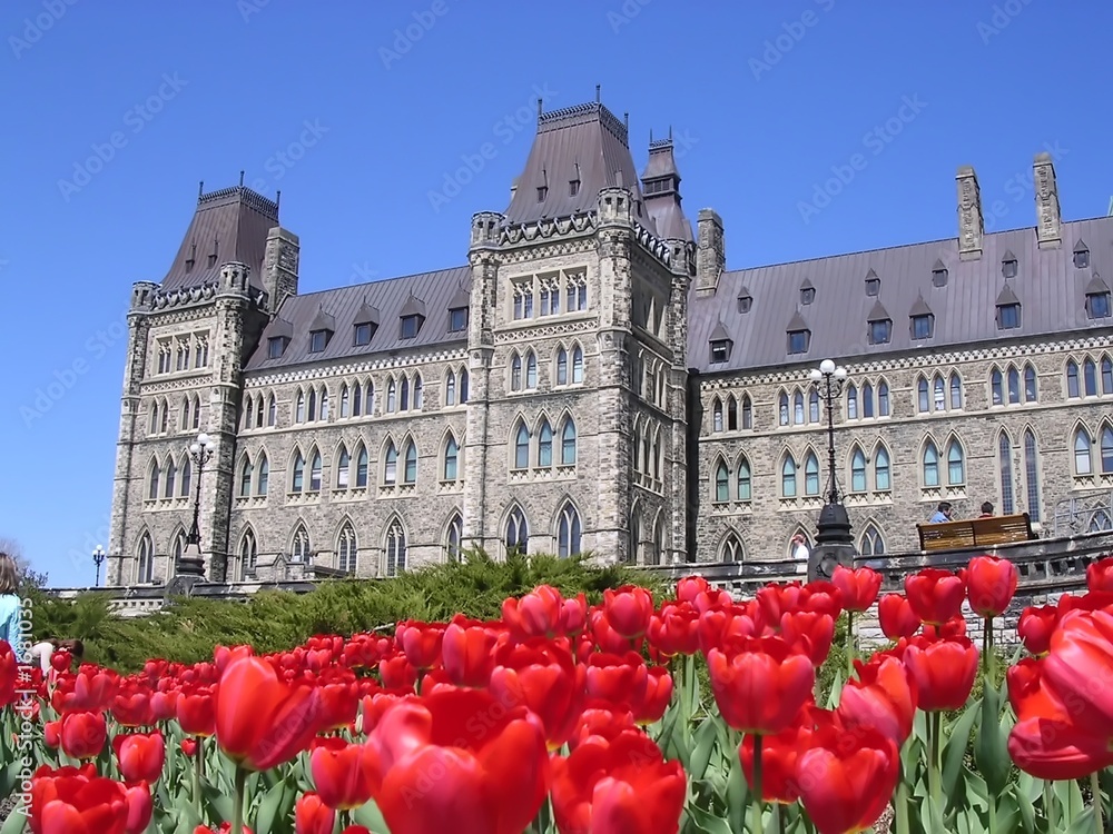 canadian parliament and the red tulips