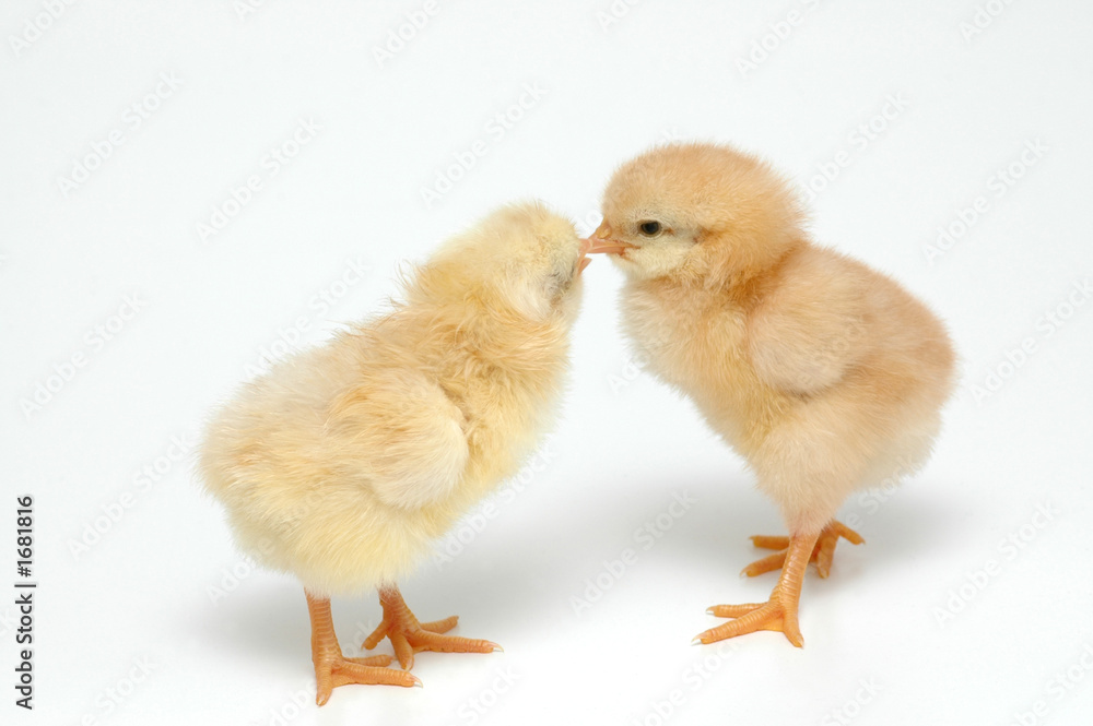 chickens chickens