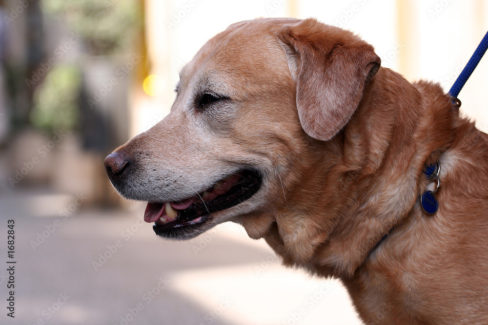 dog - harness