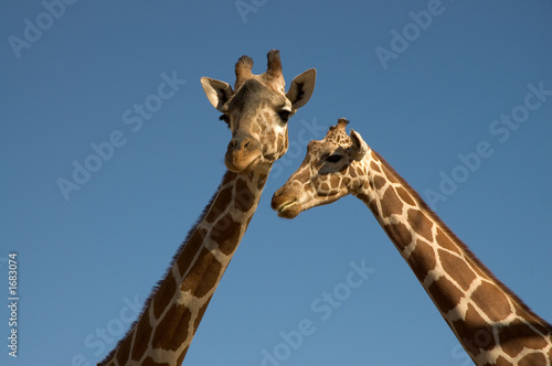 two giraffes