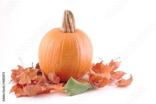 harvest pumpkin