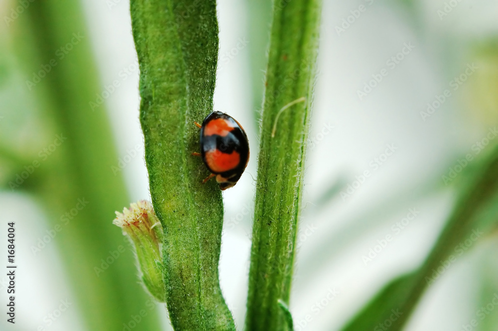 ladybird walking on stem ladybird walking on stem