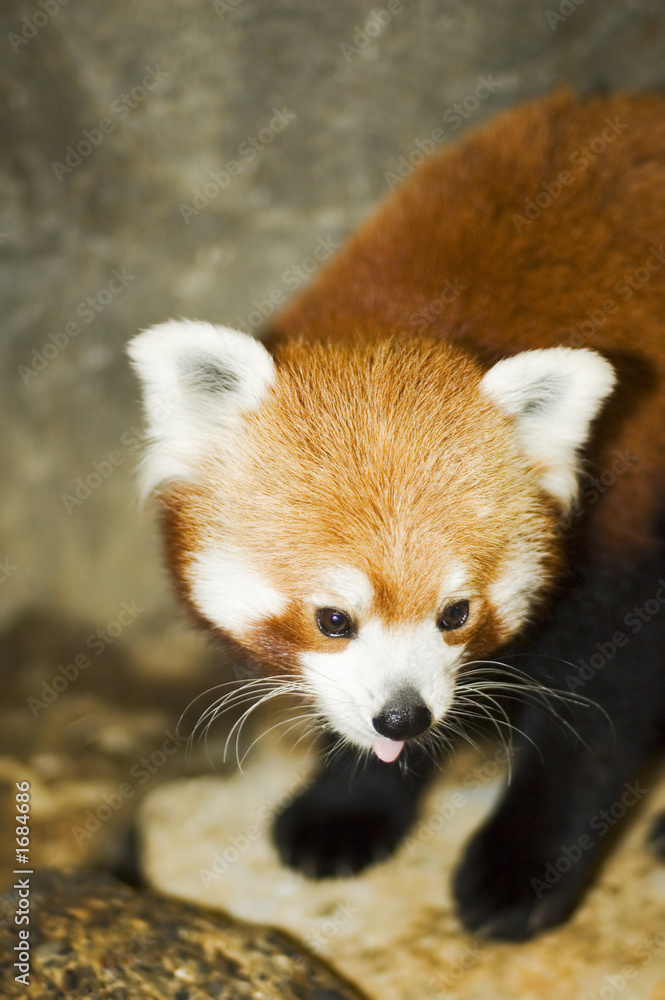 red panda red panda