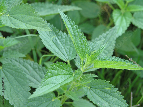 plants background - nettle