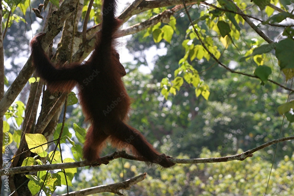 orang outan silhouette orang outan silhouette