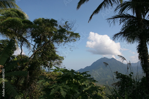 mont kinabalu dans la végétation photo