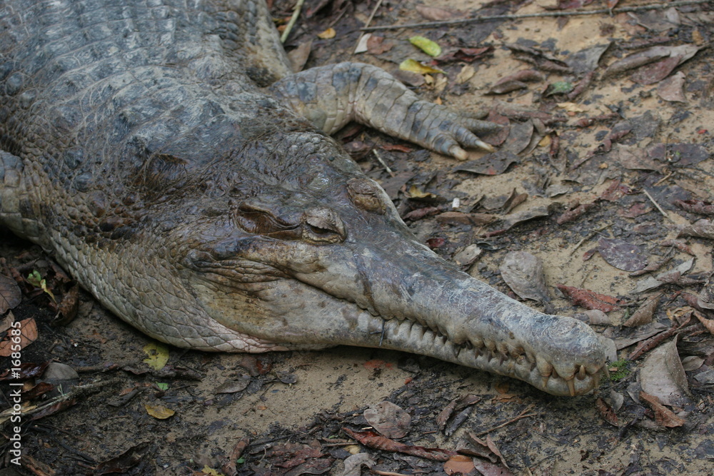 Naklejka premium portrait de gavial