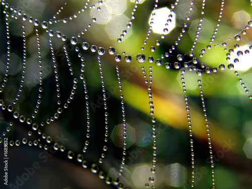 web and dew