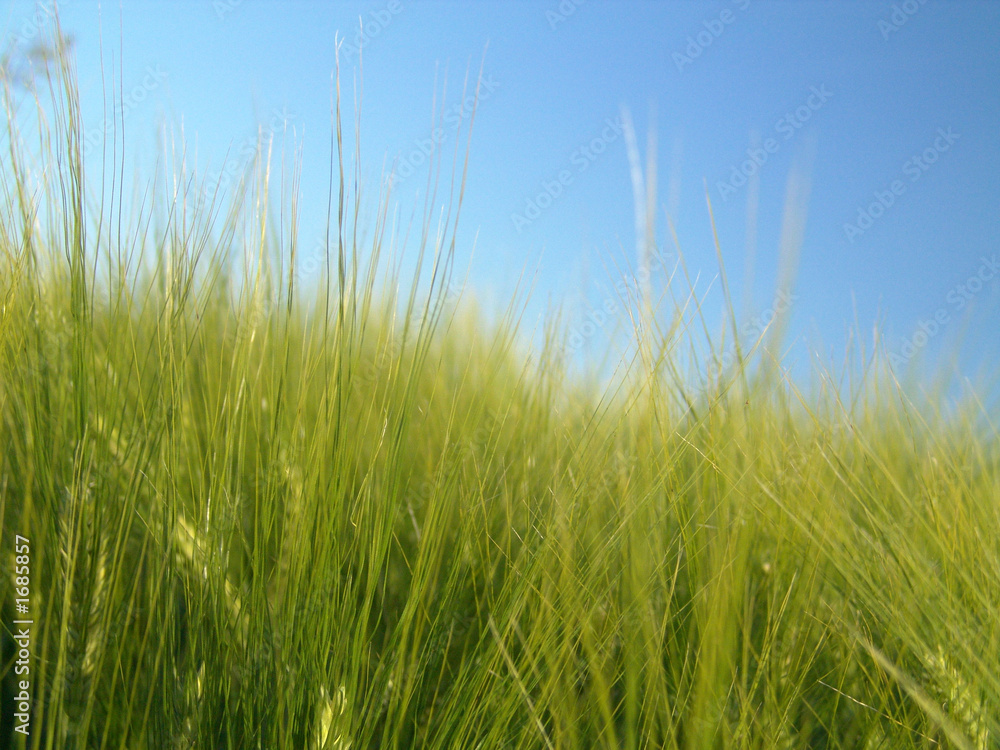 grüne halme vorm himmel