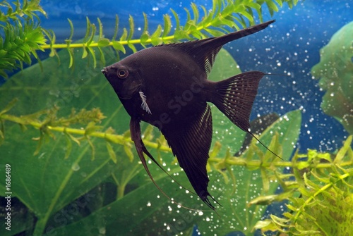 aquarium-black scalar 2 photo