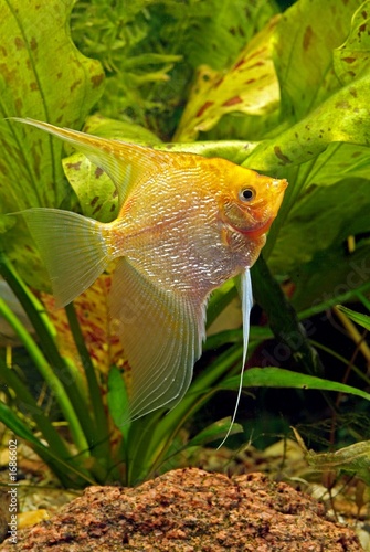 aquarium-scalar gold