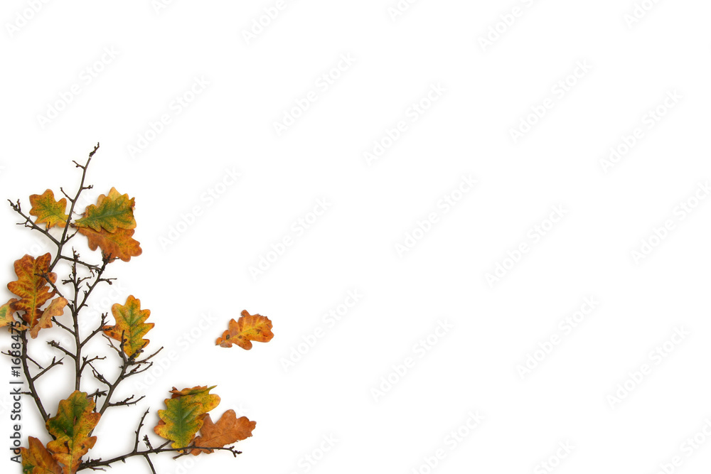 Fototapeta premium twigs