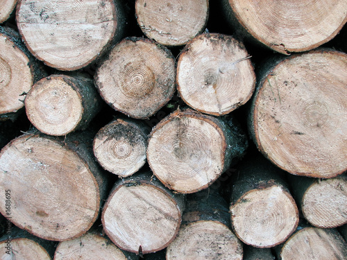 pile of pine tree logs