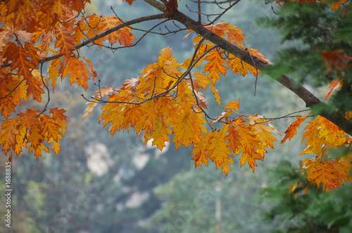 autumn in pavia