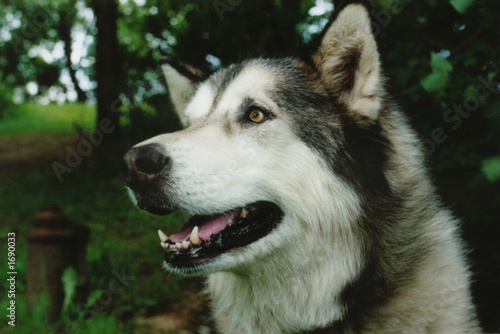 alaskan malamute