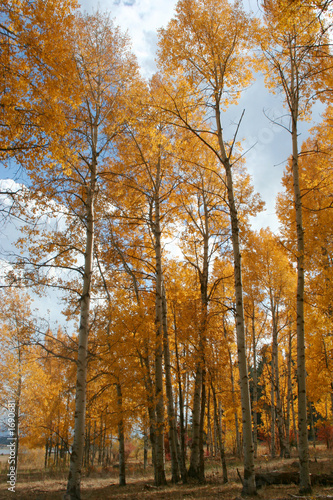 fall aspens 16