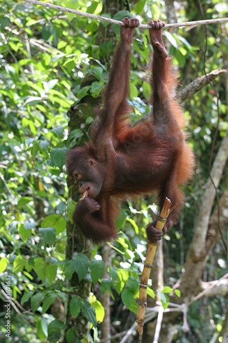 orang outan suspendu à une corde © jf Lefèvre