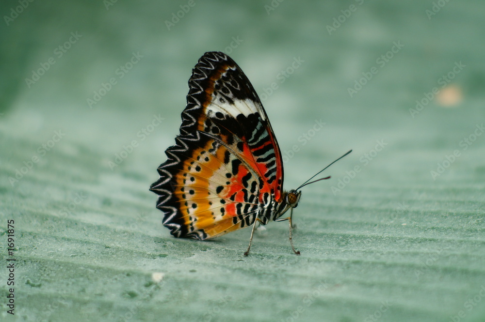 cethosia hypsea StockFoto Adobe Stock