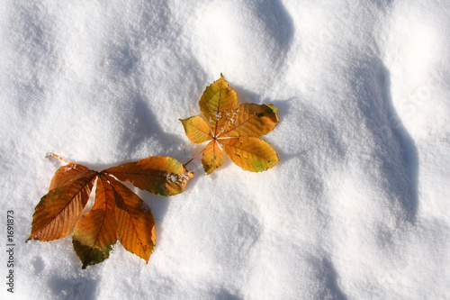 autumn leaves on the snow.