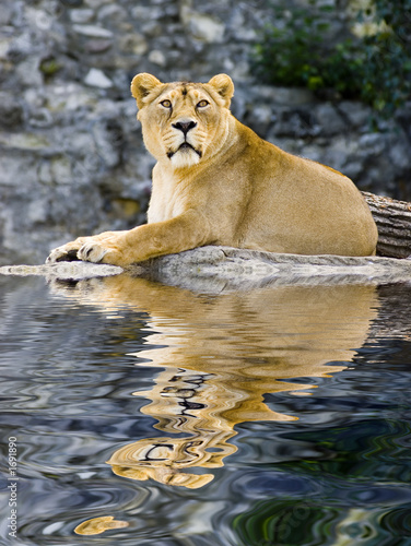female lion laying in zoo with reflection on water