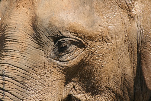 Photos elephant head