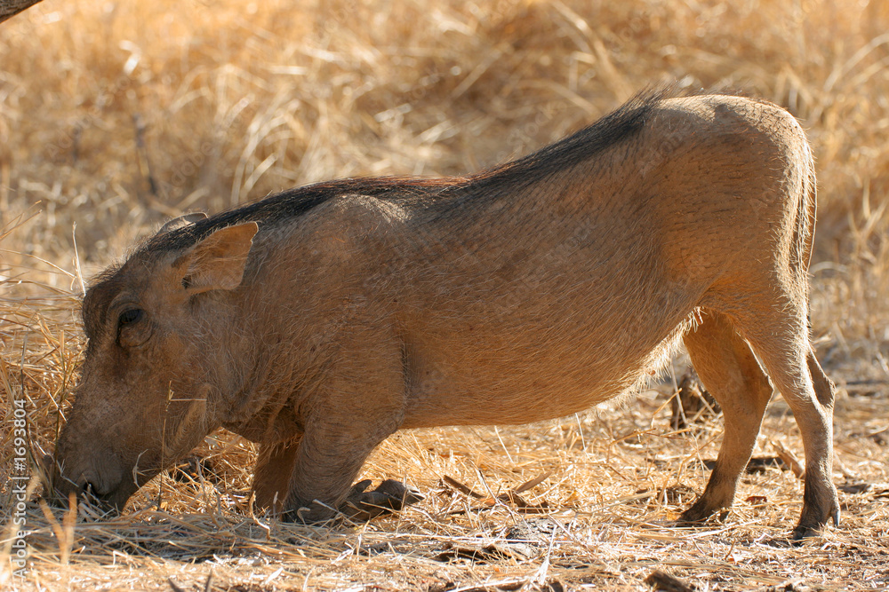 warthog warthog