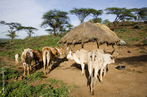 troupeau de vache photo