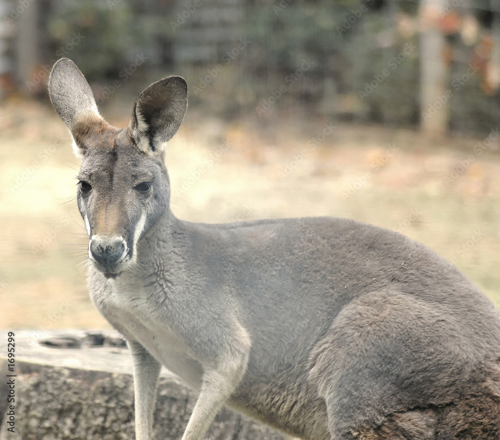 young kangaroo